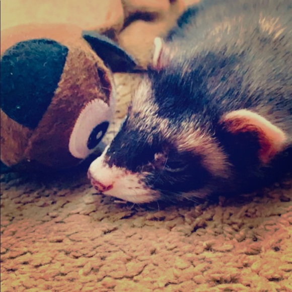 Meet your Posher, Camille - Picture 1 of 1